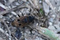 Graptopeltus lynceus