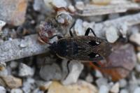 Graptopeltus lynceus