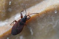 Gastrodes grossipes