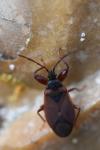 Gastrodes grossipes