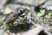 Megalonotus emarginatus
