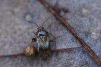 Lygus pratensis