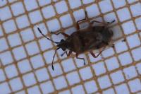 Kleidocerys resedae
