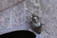 Lygus pratensis