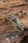 Heterogaster urticae