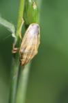 Aelia acuminata