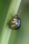 Coptosoma scutellatum