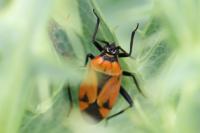 Brachycoleus triangularis