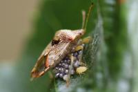 Elasmucha grisea