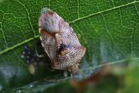 Elasmucha grisea