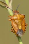 Carpocoris purpureipennis