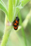 Cercopis vulnerata
