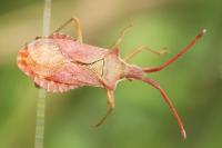 Haploprocta sulcicornis