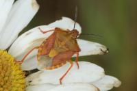 Carpocoris purpureipennis