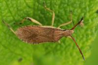 Ceraleptus lividus