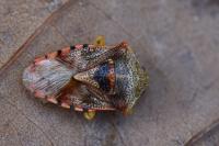 Elasmucha grisea