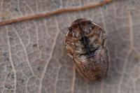 Neottiglossa leporina