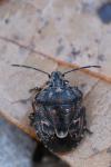 Holcogaster fibulata