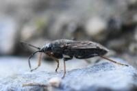 Peritrechus gracilicornis