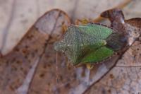 Palomena prasina