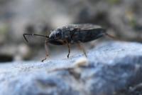 Peritrechus gracilicornis