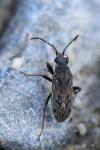 Peritrechus gracilicornis