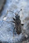 Peritrechus gracilicornis
