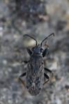 Peritrechus gracilicornis