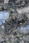 Peritrechus gracilicornis