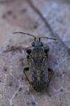 Peritrechus gracilicornis