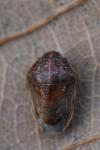 Neottiglossa leporina