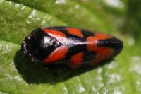 Cercopis vulnerata