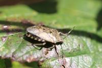 Rhaphigaster nebulosa