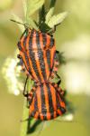 Graphosoma italicum