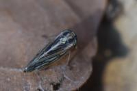 Dryodurgades antoniae