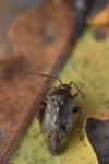 Lygus rugulipennis