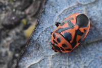 Eurydema ornata