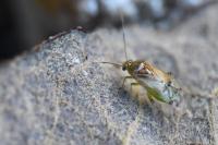 Pinalitus cervinus