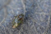 Pinalitus cervinus