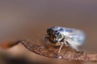 Dryodurgades antoniae