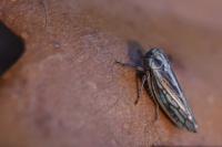 Dryodurgades antoniae