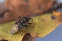 Lygus rugulipennis