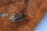 Lygus rugulipennis