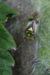 Orthops campestris