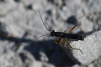 Pithanus maerkelii