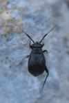 Orthocephalus
