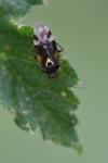 Orthops