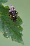 Orthops