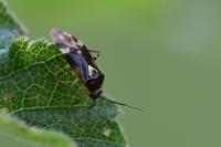 Orthops