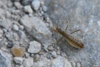Nabis limbatus